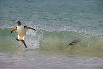 Gentoo penguin (Pygoscelis papus papus) surfing in wave, landing on beach, with Magellanic penguin behind, Falkland Islands  (non-ex)