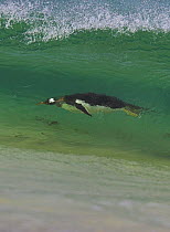 Gentoo penguin (Pygoscelis papus papus) surfing inside a wave, Falkland Islands  (non-ex)