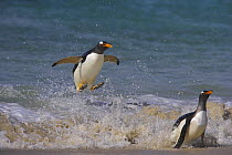 Gentoo penguin (Pygoscelis papus papus) jumping through waves to land on beach, Falkland Islands  (non-ex)