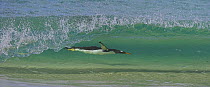 Gentoo penguin (Pygoscelis papus papus) surfing inside a wave, Falkland Islands  (non-ex)