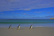Gentoo penguins (Pygoscelis papus papus) walking along beach, Falkland Islands  (non-ex)