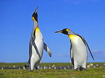 King penguin (Aptenodytes patagonicus) males displaying in colony, Falkland Islands  (non-ex)