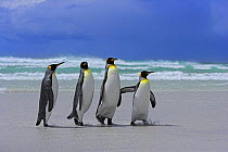 King penguins (Aptenodytes patagonicus) walking along beach, Falkland Islands  (non-ex)