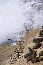 Aerial view of Rockhopper penguins (Eudyptes chrysocome chrsocome) landing from sea and walking through colony of South american fur seals (Arctocephalus australis) Falkland Islands  (non-ex)