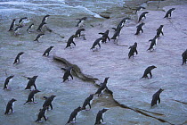 Flock of Rockhopper penguins (Eudyptes chrysocome chrysocome) landing on rocks, Falkland Islands  (non-ex)
