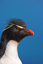 RF- Rockhopper penguin (Eudyptes chrysocome chrysocome) portrait, Falkland Islands. (This image may be licensed either as rights managed or royalty free.)
