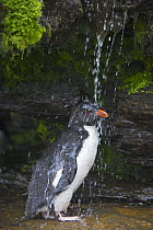 Rockhopper penguin (Eudyptes chrysocome chrysocome) standing under freshwater shower, Falkland Islands  (non-ex)