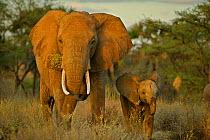 RF- African elephant (Loxadonta africana) mother and calf, Mala Mala, South Africa. Endangered species. (This image may be licensed either as rights managed or royalty free.)