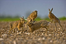 European brown hare (Lepus europaeus) males and female during courtship, UK  (non-ex)