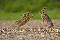 European brown hare (Lepus europaeus) female boxing male during courtship, UK  (non-ex)