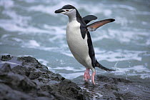 Chinstrap penguin (Pygoscelis antarcticus) jumping out of water, Antarctic Peninsula  (non-ex)
