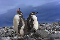 Gentoo penguin (Pygoscelis papua) chicks, South Shetland Islands, Antarctica  (non-ex)