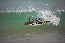 Gentoo penguin (Pygoscelis papua) surfing through wave, Falkland Islands  (non-ex)