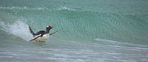 Gentoo penguin (Pygoscelis papua) surfing on wave, Falkland Islands  (non-ex)