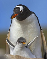 Gentoo penguin (Pygoscelis papua) with chick, South Georgia  (non-ex)