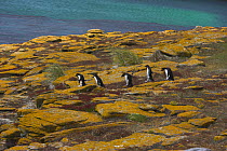 Rockhopper penguin (Eudyptes chrysocome) group walking from colony to sea, Falkland Islands (non-ex)