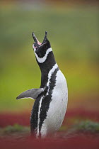 Magellanic / Jackass penguin (Spheniscus magellanicus) territorial calling from outside burrow,~Falklands (non-ex)