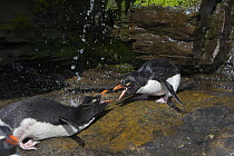 Rockhopper penguin (Eudyptes chrysocome) fighting over freshwater shower, Falkland Islands (non-ex)