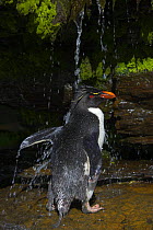 Rockhopper penguin (Eudyptes chrysocome) having a freshwater shower, Falkland Islands  (non-ex)