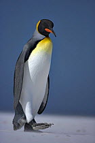 King penguin (Aptenodytes patagonicus) walking back to colony, Falkland Islands  (non-ex)