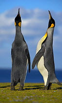 King Penguins (Aptenodytes patagonicus) two males displaying for female, Falkland Islands  (non-ex)