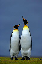 RF- King penguin (Aptenodytes patagonicus) male and female, courtship posture, Falkland Islands. (This image may be licensed either as rights managed or royalty free.)