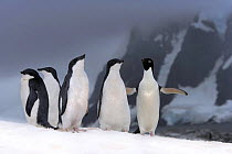 Adelie penguins (Pygoscelis adeliae) adult with chicks, Petermann Island, Antarctica (non-ex)