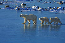 Polar bear (Ursus maritimus) mother and cubs walking on sea ice, Canada (non-ex)