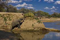 African elephant (Loxidonta africana) feeding on banks of river, South Luangwa, Zambia  (non-ex)
