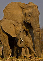 African elephant (Loxidonta africana) breeding herd, South Luangwa, Zambia  (non-ex)