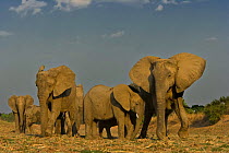 African elephant (Loxidonta africana) breeding herd, South Luangwa, Zambia  (non-ex)