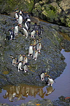 Macaroni penguin (Eudyptes chrysolophus) group crossing stream, South Georgia  (non-ex)