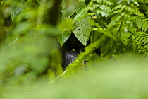 Mountain gorilla (Gorilla beringei beringei) silverback watching through forest, Virunga Mountains, Volcanoes NP, Rwanda  (non-ex)