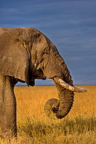 RF- African elephant (Loxodonta africana) bull feeding on savanna, Masai Mara, Kenya. (This image may be licensed either as rights managed or royalty free.)