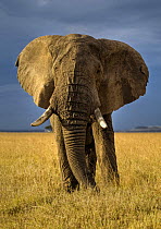 African elephant (Loxodonta africana) bull on savanna, Masai Mara, Kenya  (non-ex)