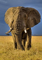 African elephant (Loxodonta africana) bull on savanna, Masai Mara, Kenya  (non-ex)