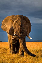 RF- African elephant (Loxodonta africana) bull on savanna, Masai Mara, Kenya. (This image may be licensed either as rights managed or royalty free.)