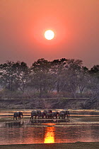 African elephant (Loxodonta africana) breeding herd crossing river at sunset, South Luangwa, Zambia  (non-ex)