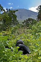 Mountain gorilla (Gorilla beringei) blackback male in rainforest, in front of Sabinyo volcano, Volcanoes NP, Virunga mountains, Rwanda  (non-ex)
