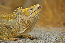 Galapagos land iguana (Conolophus subcristatus) in aggressive posture, Urbina Bay, Isabela Island, Galapagos  (non-ex)