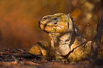 Galapagos land iguana (Conolophus subcristatus) Urbina Bay, Isabela Island, Galapagos  (non-ex)