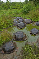 Galapagos giant tortoise (Geocheline nigra / Geochelone elephantopus) adults in communal pond, Santa Cruz, Galapagos  (non-ex)
