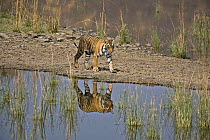 Bengal tiger (Panthera tigris tigris) walking beside water, Ranthambore NP, Rajasthan, India  (non-ex)