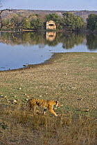 Bengal tiger (Panthera tigris tigris) walking beside water in front of fort, Ranthambore NP, Rajasthan, India  (non-ex)