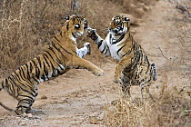 Bengal tiger (Panthera tigris tigris) female fighting with 18 month cub - they fight when it is time for the cubs to move on and find their own territory,  India (non-ex)