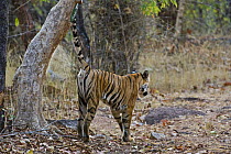 Bengal tiger (Panthera tigris tigris) female scent marking, Bandhavgarh NP, Madhya Pradesh, India  (non-ex)