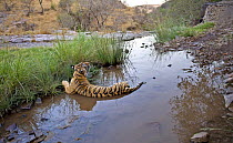 Bengal tiger (Panthera tigris tigris) female lying in pond, Ranthambore NP, Rajasthan, India (non-ex)