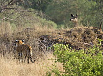 Bengal tiger (Panthera tigris tigris) stalking deer, Ranthambore NP, Rajasthan, India (non-ex)