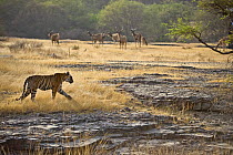 Bengal tiger (Panthera tigris tigris) female walking past herd of Sambar deer, Ranthambore NP, Rajasthan, India (non-ex)