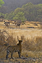 Bengal tiger (Panthera tigris tigris) female stalking Sambar deer, Ranthambore NP, Rajasthan, India (non-ex)